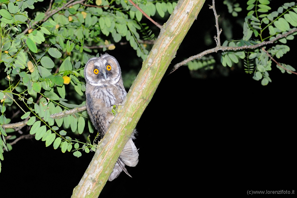 91788 Asio otus (Gufo comune).jpg